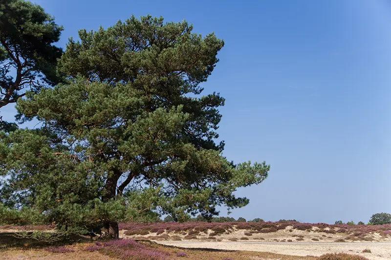 balloërveld, 10 augustus 2024